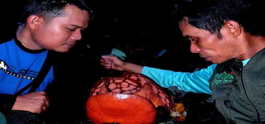 Anies Baswedan Protes Oxford: Akui Peneliti Indonesia di Riset Rafflesia hasseltii