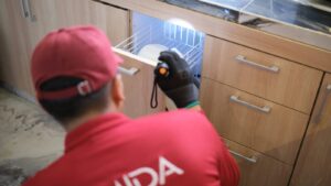 Rayap di Rumah? Kenali Tanda dan Cara Mencegahnya
